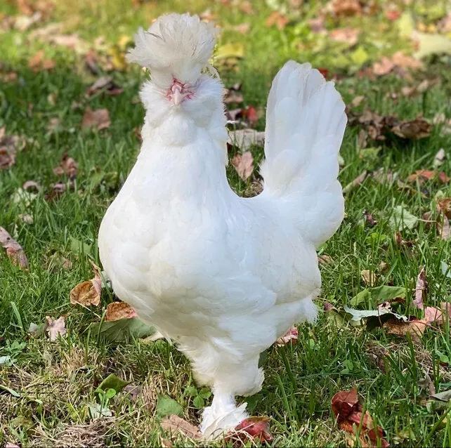 Baby Chicks: White Sultan
