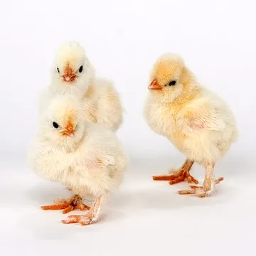 Baby Chicks: White Sultan