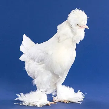 Baby Chicks: White Sultan