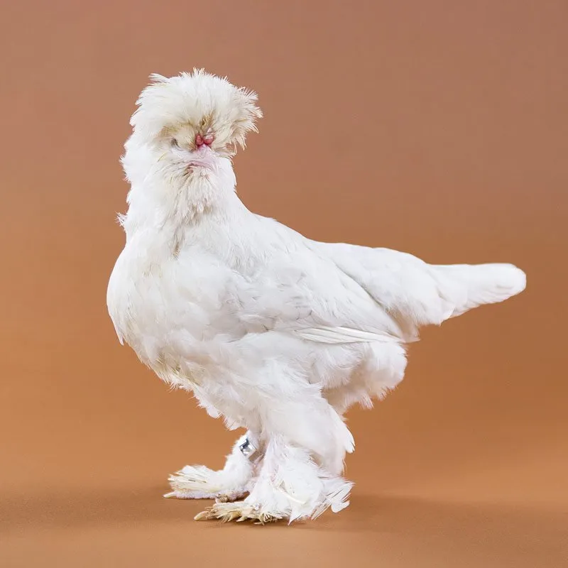 Baby Chicks: White Sultan