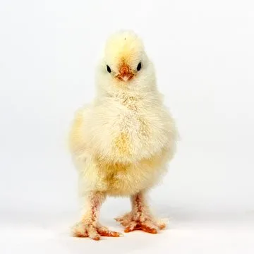 Baby Chicks: White Sultan