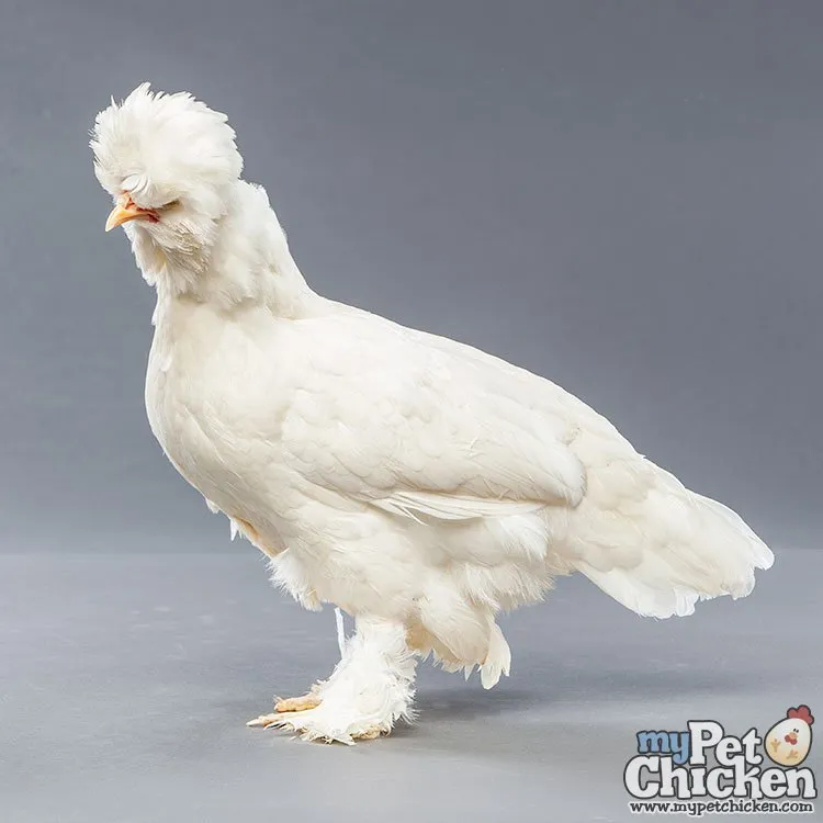 Baby Chicks: White Sultan